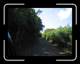 Tortola 006 * This is the road to Smugglers Cove.. you need four wheel drive to get there... * 2592 x 1944 * (1.95MB)